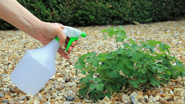 Person spraying something on a weed growing in gravel