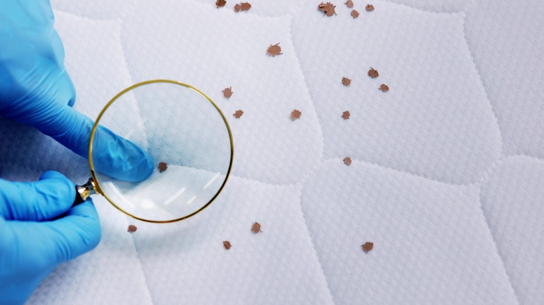 Bed bugs on a mattress