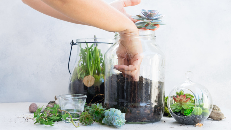 group of glass jar planters on table with person planting a succulent in one