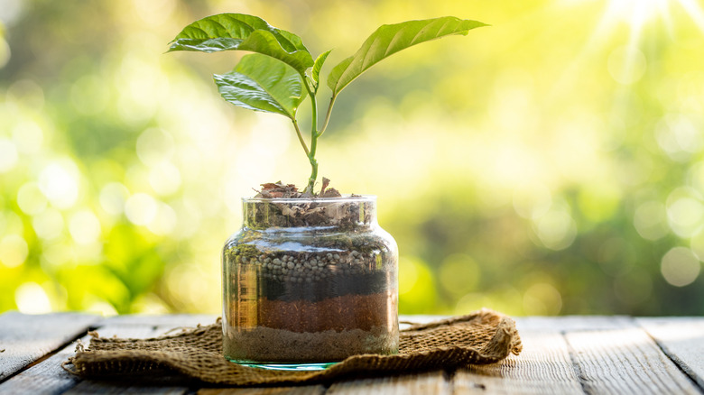 Leafy green plant in glass jar with distinct layers of soil and rock