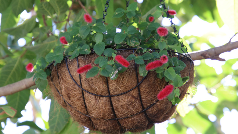 close up of wire hanging basket with plant inside