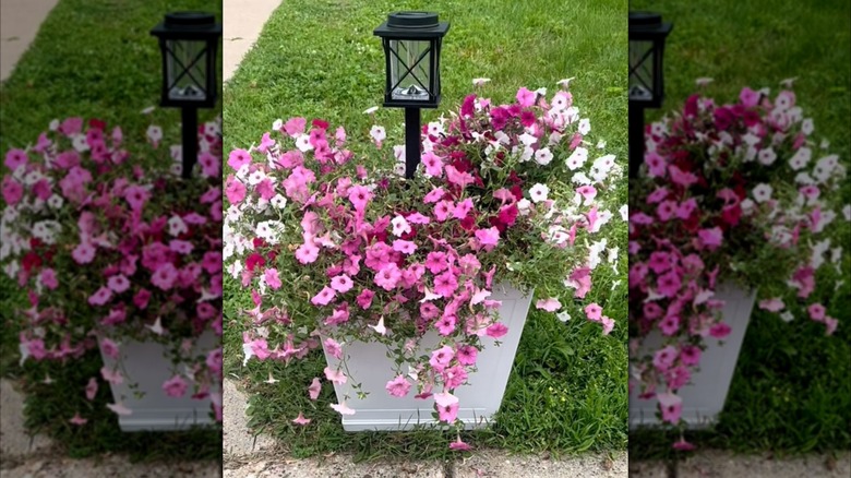 Pink flowers surround a staked solar light inside a white planter sitting on a grassy lawn