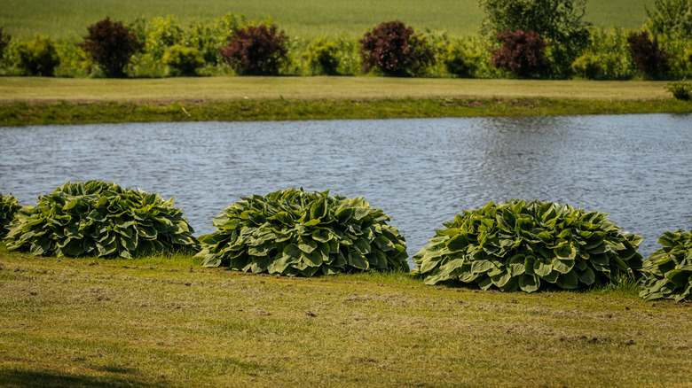 hostas lined up along a pond