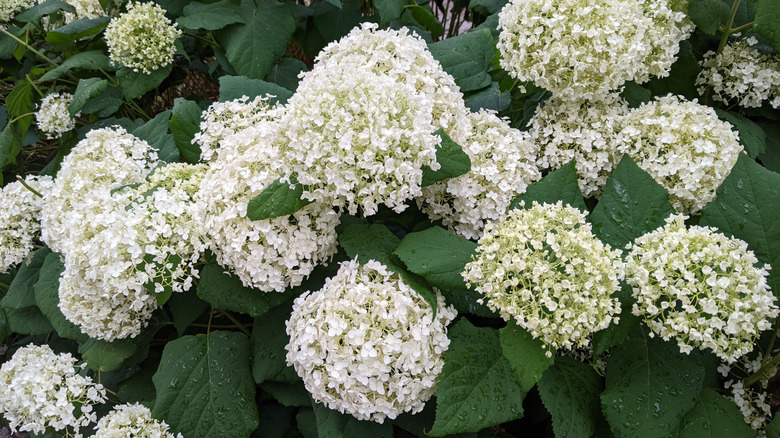 White smooth hydrangea flowers on bush.