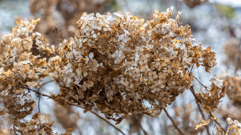 Dried smooth hydrangea flowers covered in frost.
