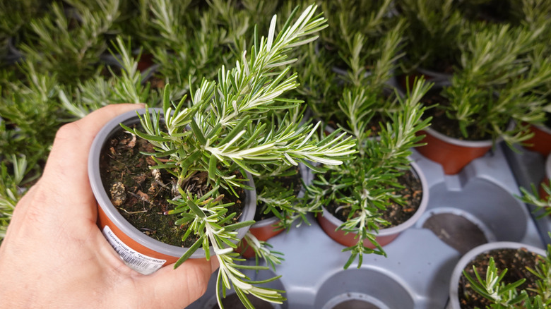 A hand holding a potted rosemary seedling