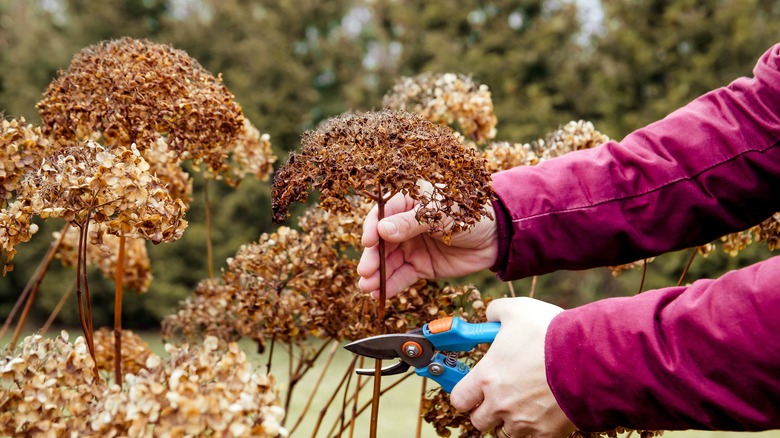 Pruning old hydrangea growth