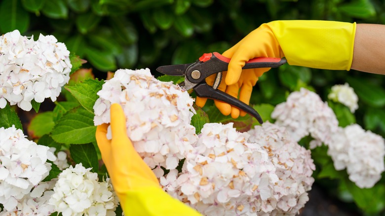 Gardener pruning hydrangea plant