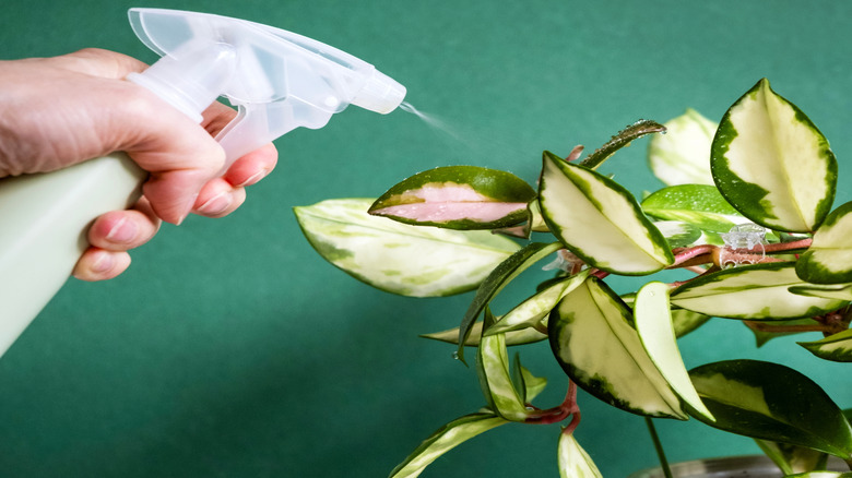 Someone caring for a hoya plant
