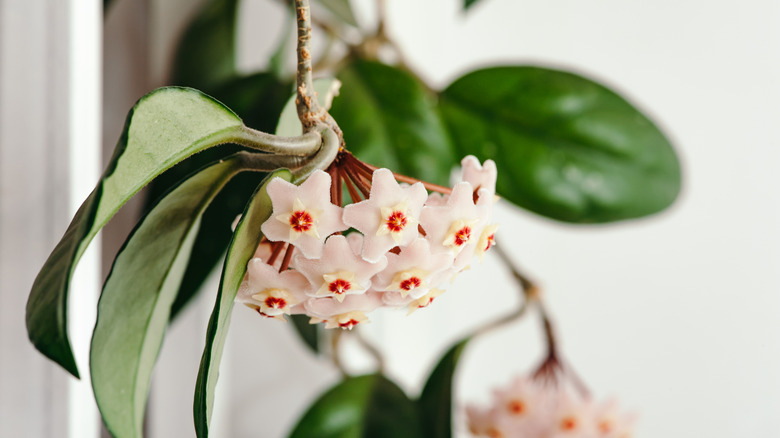 Hoya plant grown indoors