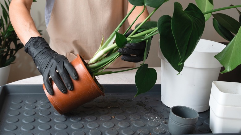 Person removing Monstera plant from a plastic pot