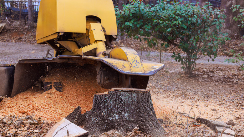 A machine grinds down a tree stump, leaving sawdust everywhere