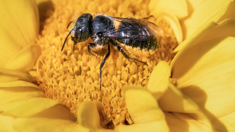 A mason bee on top of a flower