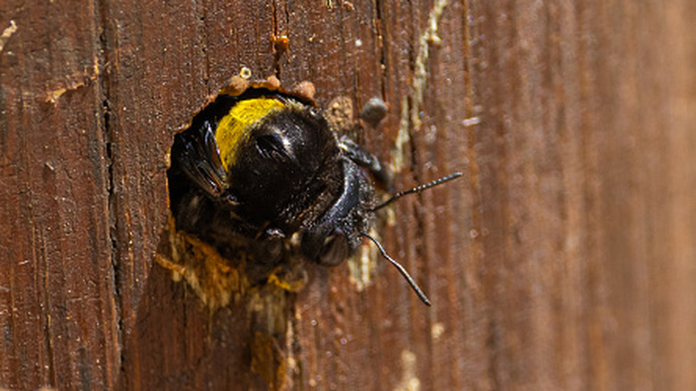 A carpenter bee drilling through wood