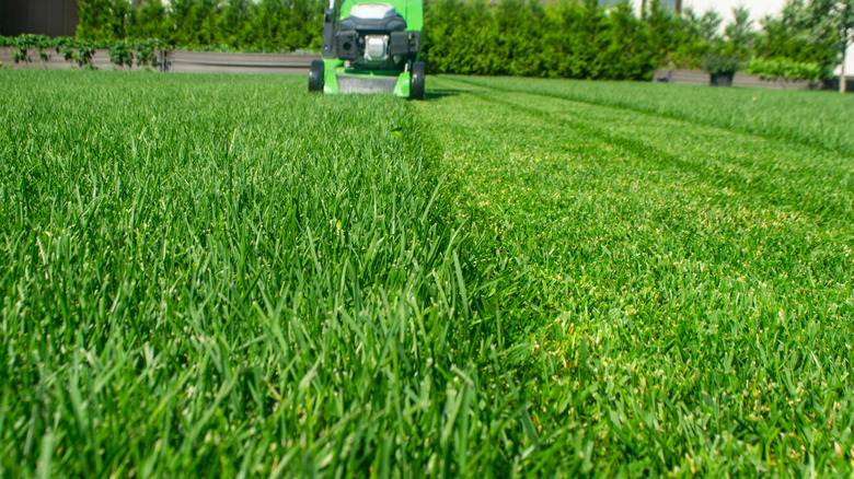 half of a lawn has been mowed, with the grass longer in the un-mowed side