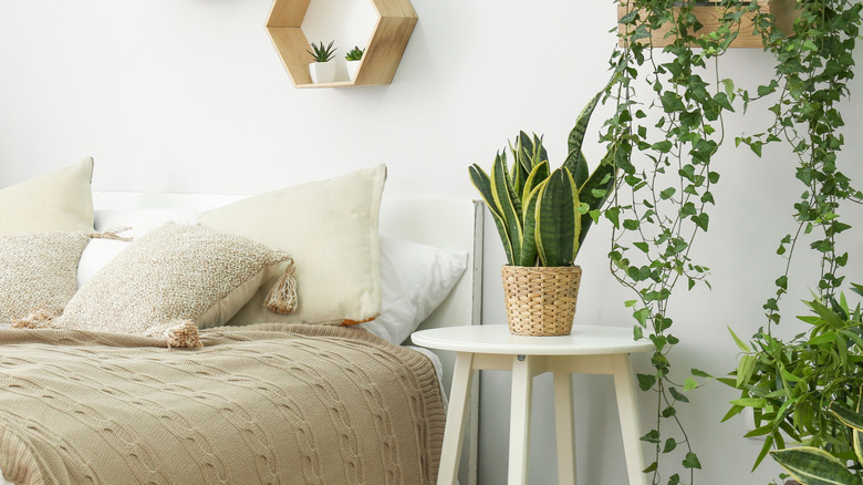 Snake plant on bedside table in neutral-toned bedroom