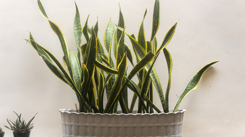Snake plants with yellow-edged leaves in pot