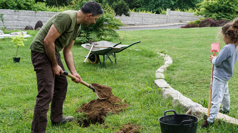 A person collects a sample of soil for testing by digging a hole in a lawn