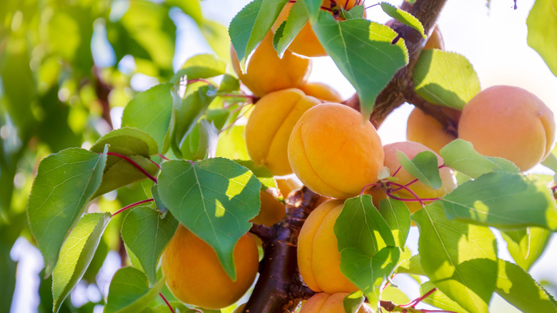 Ripe apricots on a branch