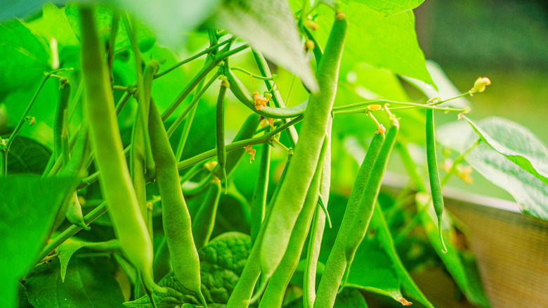 Green bean pods on a plant