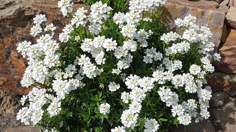 White candytuft flowers