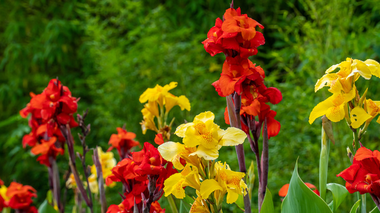 Red and yellow canna lily flowers