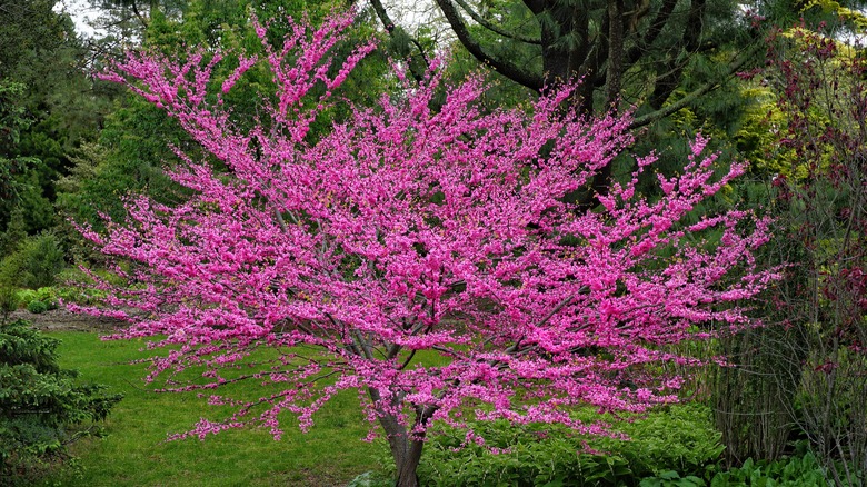 Eastern redbud tree in bloom