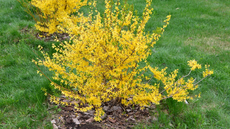Small forsythia bushes in bloom