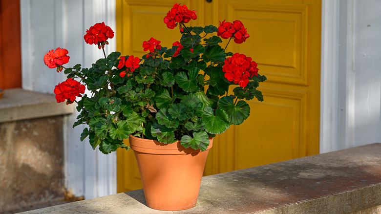 Red geranium flowers