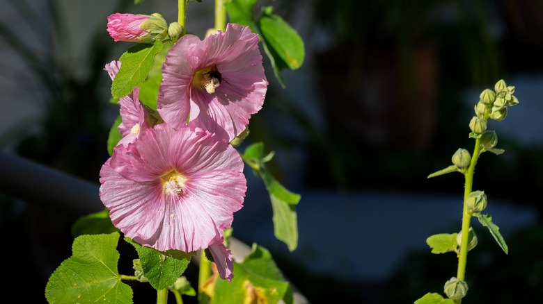 Pink hollyhock flowers