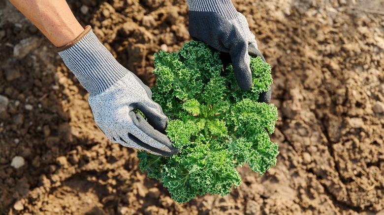 Gardener holding kale plant