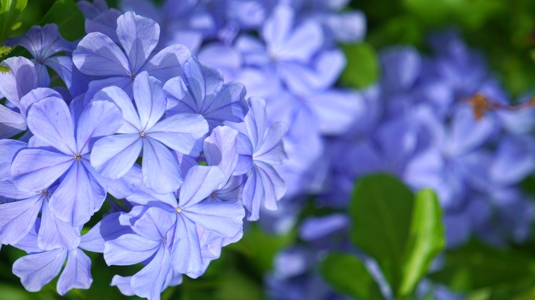 Blue phlox flowers