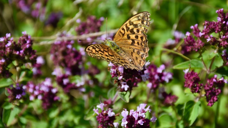 Butterfly on purple marjoram flowers
