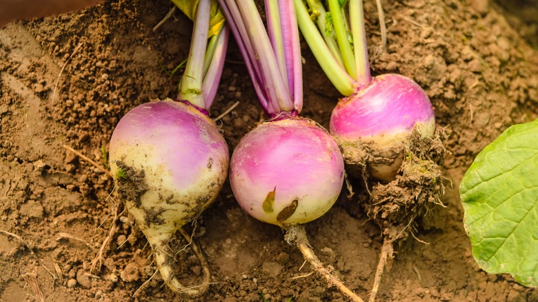 Turnips freshly harvested