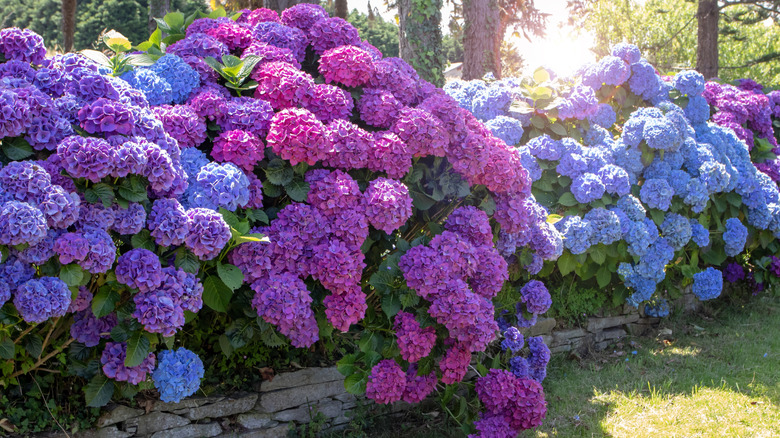 Blue and purple hydrangeas