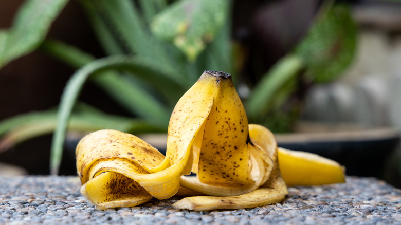 Banana peel in front of a houseplant