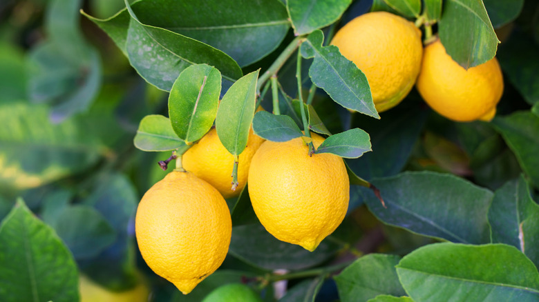 Ripe lemons on a branch