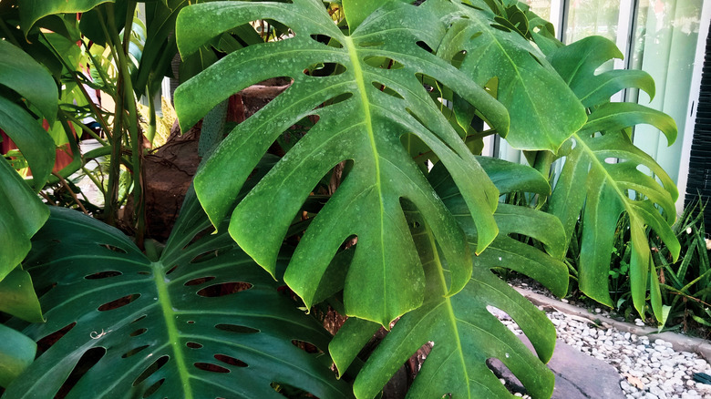 Monstera leaves