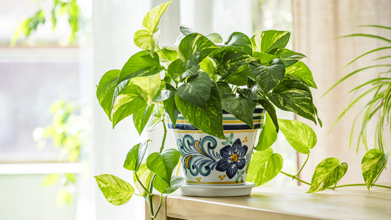 Pothos in a colorful pot on a table