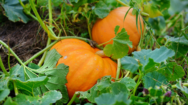 Two pumpkins growing on vines