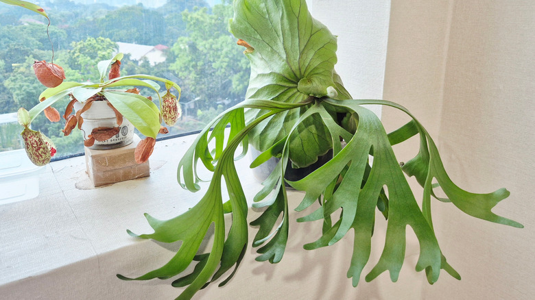 Potted staghorn fern by a window