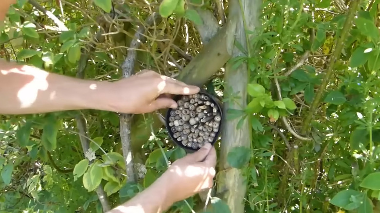 Bug house made from bamboo and an old plant pot