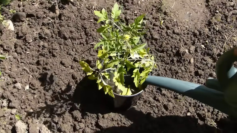 A watering "halo" made from an old plastic pot