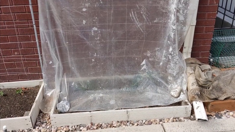 Transparent bathroom curtain draped over plants to protect from winter frost