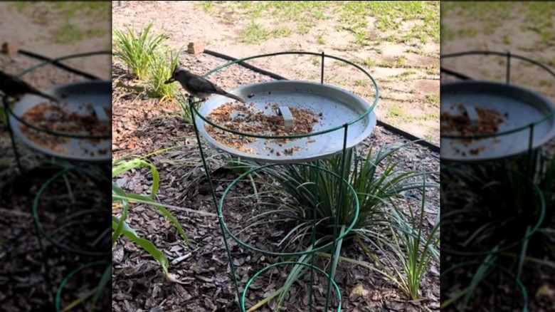 Tomato cage bird feeder with a female cardinal eating seeds