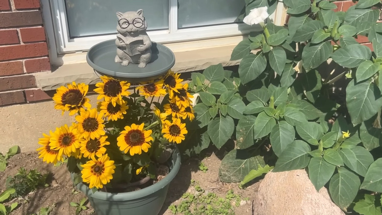 A tomato cage birdbath in a planter with flowers