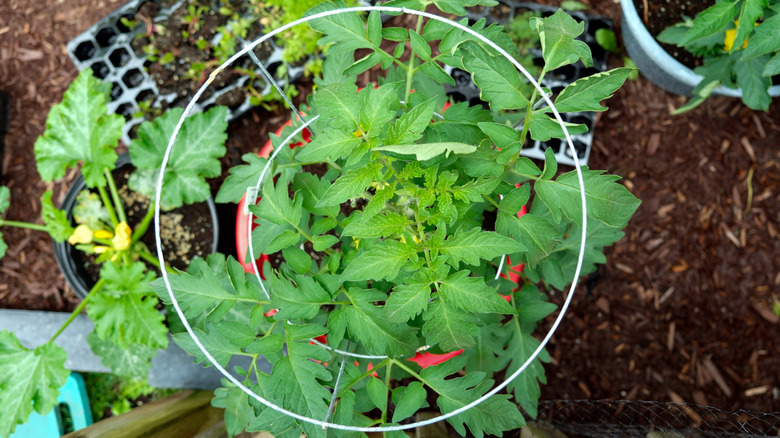 Tomato cage around tomato plant seen from above