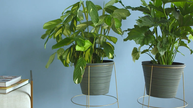 Tomato cages painted gold with potted plants hanging inside them.