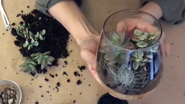 Woman holding a stemless wine glass with succulents inside