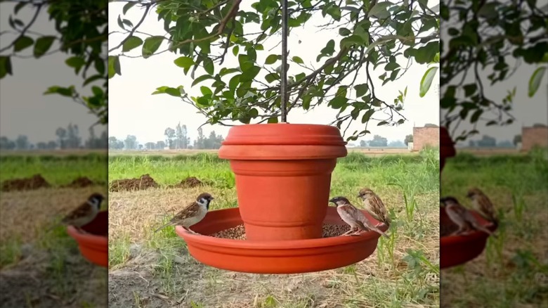 Birds in hanging bird feeder made from flower pot.
